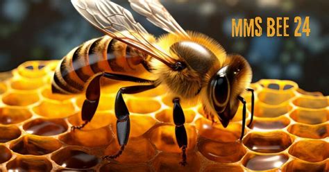 mms bee 24.com|Top 6 mmsbee24.com Alternatives & Competitors .